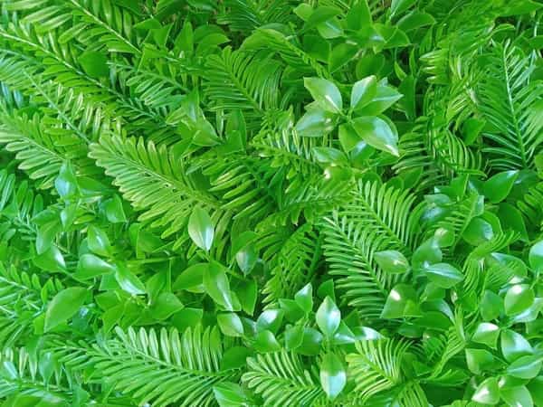 تصویر 1 از قیمت گرین وال سیکاس + خرید باور نکردنی